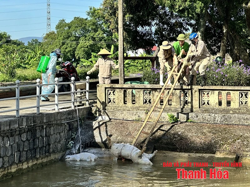 Nguy cơ bùng phát dịch bệnh do xác lợn thả trôi trên các tuyến kênh