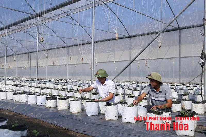 Chuyển đổi cơ cấu cây trồng thích ứng với biến đổi khí hậu