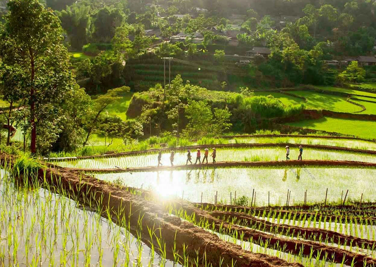 [E-Magazine]: Nhớ những nồng say giữa núi rừng xanh tươi