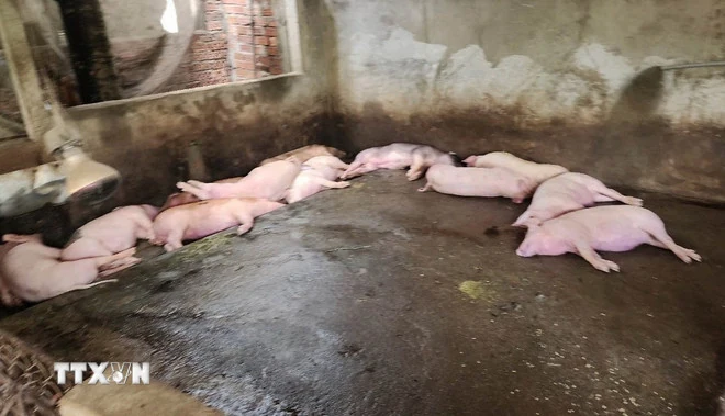 Thủ tướng chỉ đạo triển khai quyết liệt phòng chống dịch tả lợn châu Phi