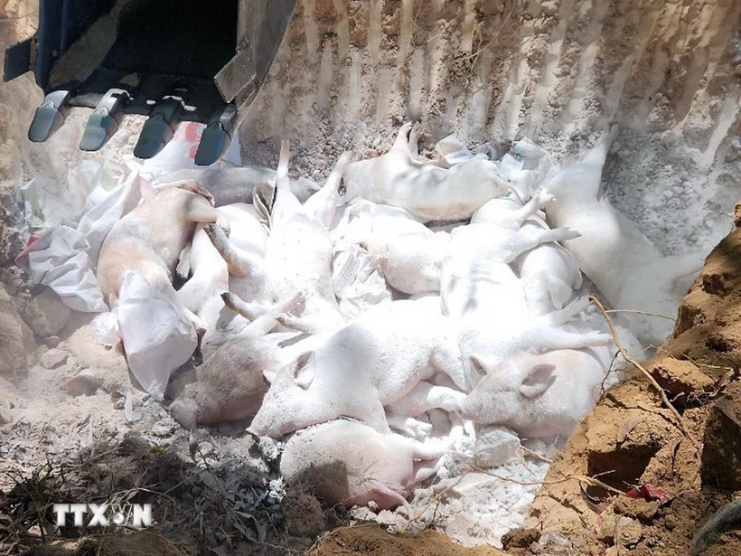 Thủ tướng chỉ đạo triển khai quyết liệt phòng chống dịch tả lợn châu Phi