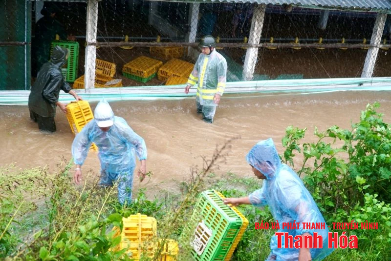 Các địa phương vùng biển Bắc Thanh Hóa: Linh hoạt tiêu úng, bảo vệ sản xuất sau khi bão đổ bộ