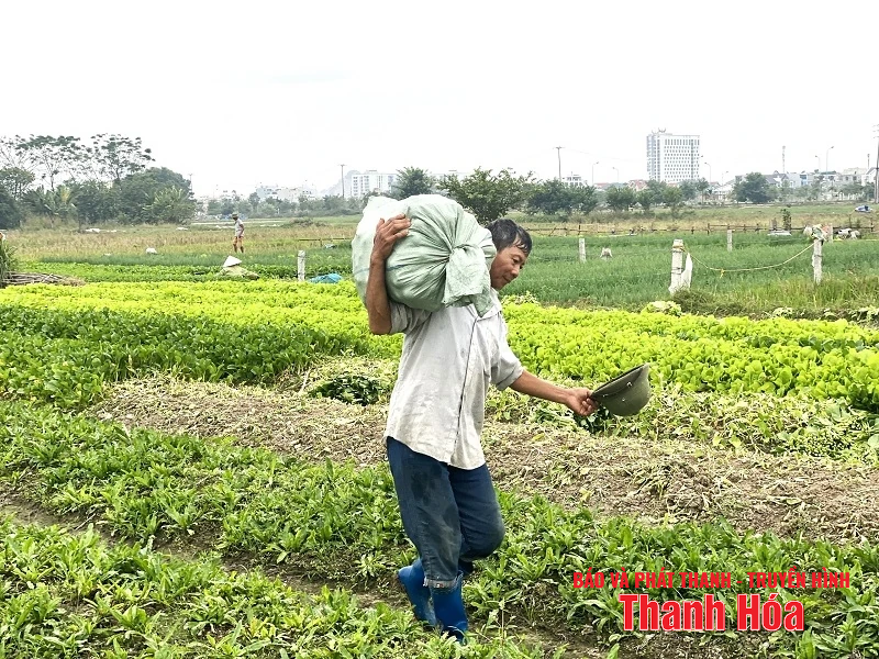 Tập trung bảo vệ cây dang nhap m88 trước, trong và sau bão số 3