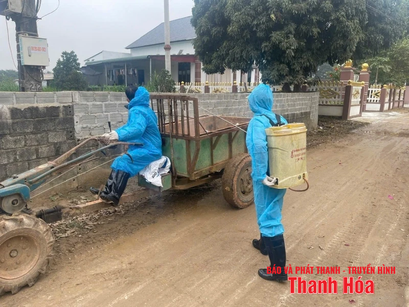 Bệnh Dịch tả lợn châu Phi tái phát tại nhiều địa phương trong tỉnh