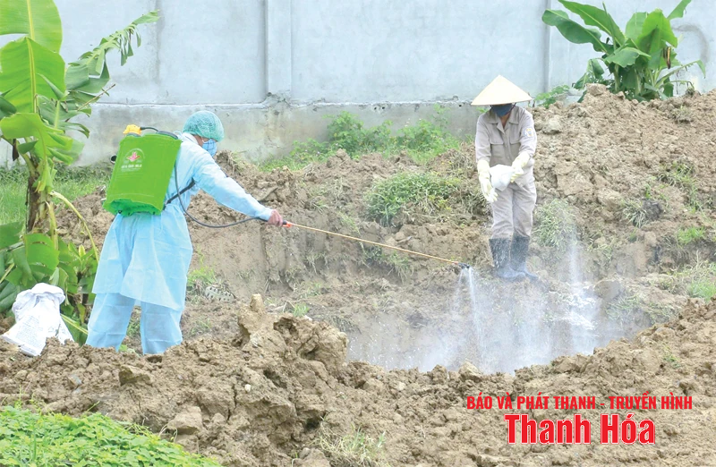 Quyết liệt khống chế dịch tả lợn châu Phi