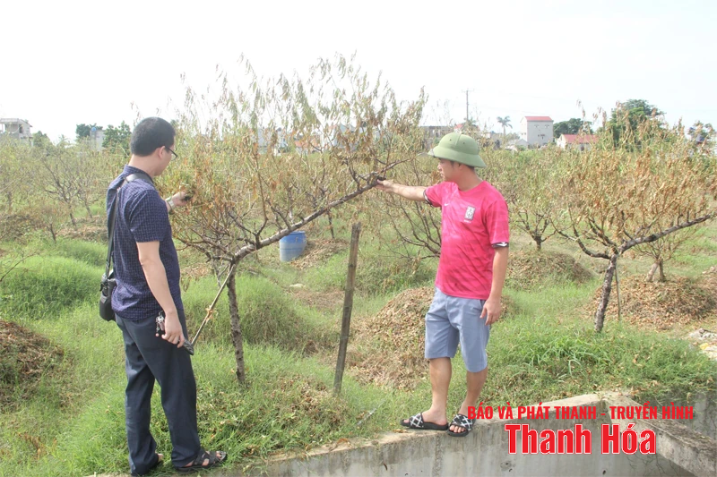 Nước mắt vùng đào