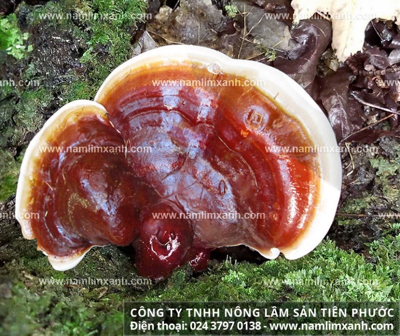 giá nấm lim xanh Quảng Nam