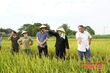 Hỗ trợ hơn 105 triệu đồng cho các hộ dân bị thiệt hại do lúa trỗ không kết hạt