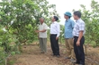 Khai mở đất hoang ven núi Dương Lăng
