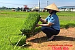 Giống chất lượng cao - yếu tố quyết định năng suất vụ mùa