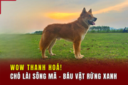 [WOW! THANH HÓA] Chó Lài sông Mã - Báu vật rừng xanh