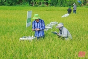 Cận cảnh thu tín chỉ Carbon trong sản xuất lúa