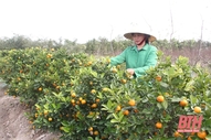 Vùng trồng cây cảnh xã Hợp Lý những ngày giáp tết