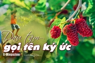 [E-Magazine] - Dâu tằm gọi tên ký ức