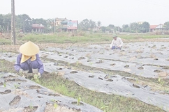 Phát huy vai trò của doanh nghiệp, HTX trong bao tiêu sản phẩm