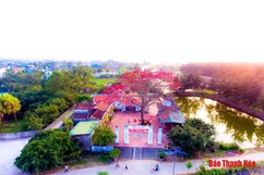 Ngắm nhìn từ trên cao cây gạo nở hoa đỏ rực ở đền Cá Lập