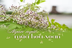 E-Magazine: Ngan ngát mùa hoa xoan