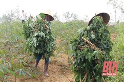 Tăng cường các biện pháp phòng, trừ bệnh khảm lá sắn