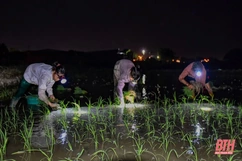 Nông dân Thanh Hóa soi đèn cấy lúa trong đêm