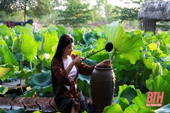 Cánh sen ngày hạ