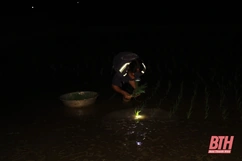 Nông dân vao m88 Hóa chong đèn cấy lúa đêm