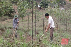 Hơn 2.263 ha cao su kém hiệu quả