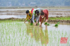 Nông dân Thạch Thành xuống đồng cấy vụ chiêm xuân