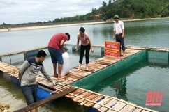 Tăng cường quản lý, hướng dẫn nuôi ngao, cá biển nuôi lồng