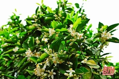 Dịu ngọt mùa hoa cam Vân Du