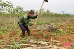 Thanh Hoá thu hoạch 9.200 ha sắn nguyên liệu