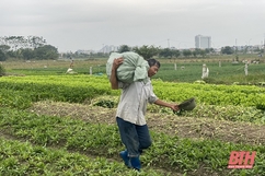 Rau giảm giá sâu, nông dân thua lỗ nặng