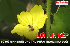 [Video] Lợi ích “kép” từ mô hình nuôi ong mật thụ phấn trong nhà lưới