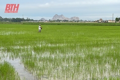 Phát triển liên kết sản xuất lúa nếp