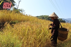 Mường Lát phát triển cây trồng chủ lực