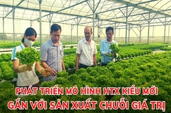 Phát triển mô hình HTX kiểu mới gắn với sản xuất chuỗi giá trị