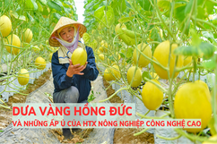 Dưa vàng Hồng Đức và những ấp ủ của HTX nông nghiệp công nghệ cao