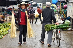 Lá dong, lạt giang gói bánh chưng về phố