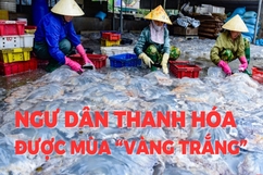 Ngư dân Thanh Hóa được mùa “vàng trắng”