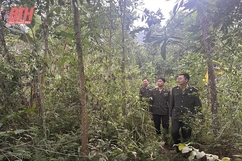 Giữ rừng ở vùng biên Quan Sơn