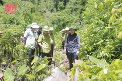 “Lực lượng tiên phong” của Đảng trong quản lý, bảo vệ và phát triển rừng (Bài cuối): Những chuyển biến rõ nét