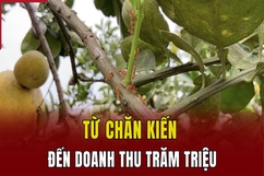 Từ chăn kiến đến doanh thu trăm triệu