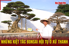 Những kiệt tác bonsai hội tụ ở xứ Thanh