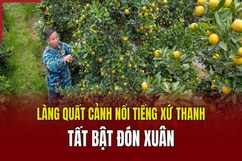 Làng quất cảnh nổi tiếng xứ Thanh tất bật đón xuân