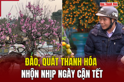 Đào, quất Thanh Hóa nhộn nhịp ngày cận Tết 