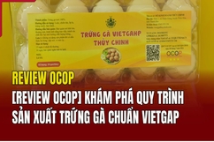 [REVIEW OCOP] Khám phá quy trình sản xuất trứng gà chuẩn VietGap