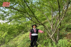 Ông Thao Văn Tho - tấm gương về tinh thần cần cù lao động
