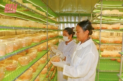 Phát triển nông nghiệp gắn với chuyển đổi xanh