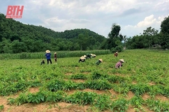 Bảo vệ tài nguyên rừng phòng hộ gắn với nâng cao chất lượng rừng trồng