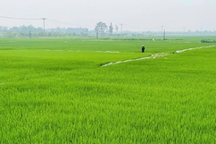 Xanh lại đồng hoang