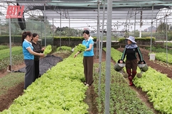 Hiệu quả mô hình HTX liên kết tiêu thụ sản phẩm nông nghiệp